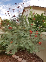 Caesalpinia pulcherrima