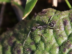 Aphaenogaster senilis