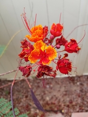 Caesalpinia pulcherrima