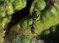 Aphaenogaster senilis