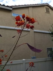 Caesalpinia pulcherrima