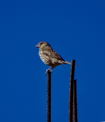 Haemorhous mexicanus