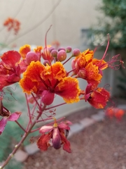 Caesalpinia pulcherrima