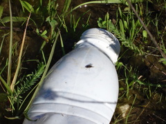 Limnophora obsignata