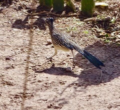 Geococcyx californianus