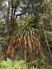 Dracophyllum elegantissimum