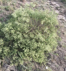 Baccharis linearifolia