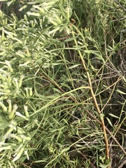 Baccharis linearifolia