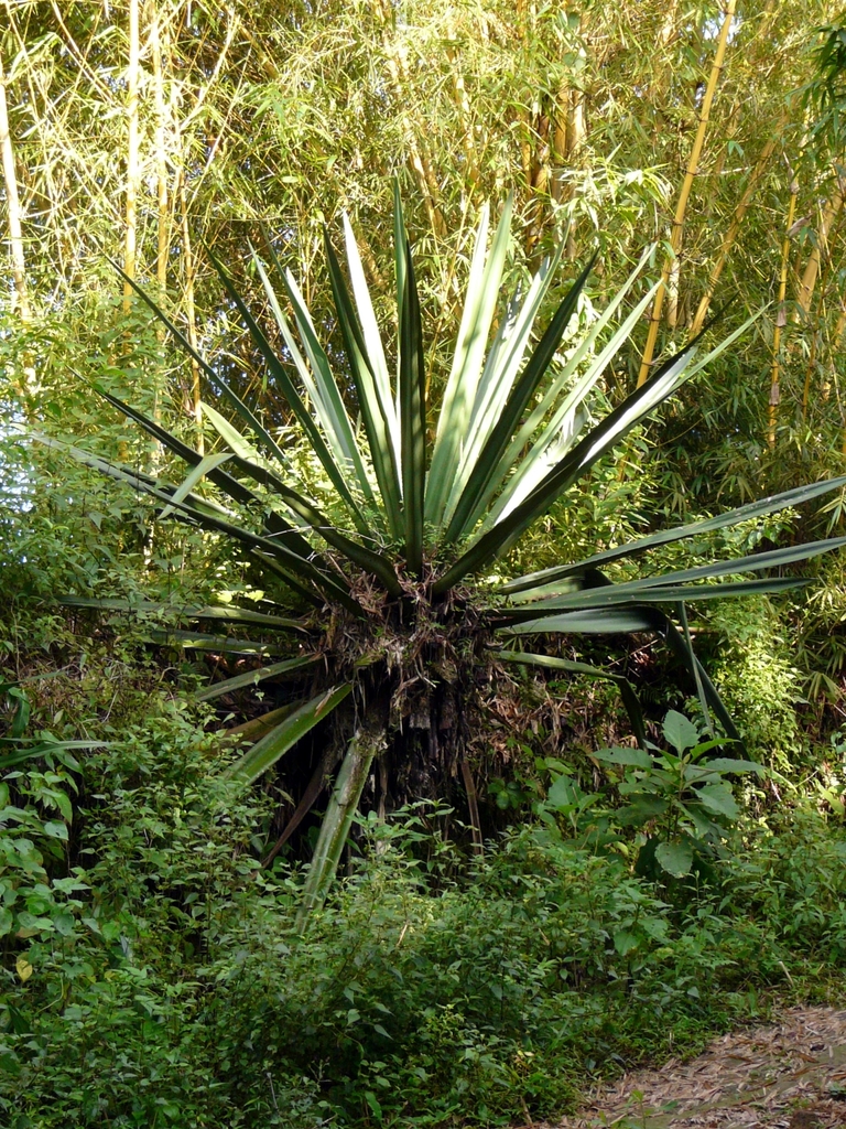 Furcraea samalana