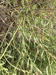 Baccharis linearifolia