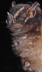 Velvety Fruit-Eating Bat photo 2
