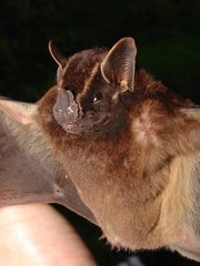 Velvety Fruit-Eating Bat photo 3