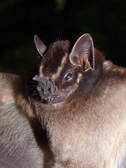 Velvety Fruit-Eating Bat photo 4