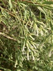 Baccharis linearifolia