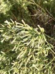 Baccharis linearifolia