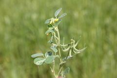 Trigonella spruneriana