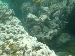 Plectroglyphidodon gascoynei