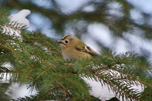 Reyezuelo Sencillo (Regulus regulus)