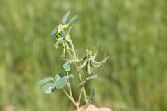 Trigonella spruneriana