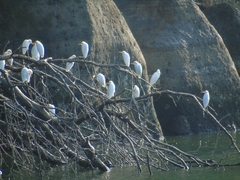 Bubulcus ibis