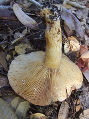 Lactarius argillaceifolius megacarpus