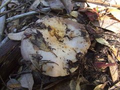 Lactarius argillaceifolius megacarpus