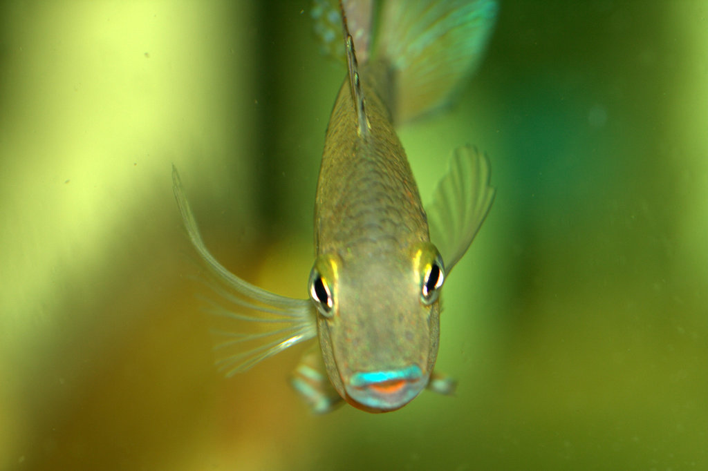 Thorichthys Cichlids