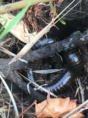 Diplopoda