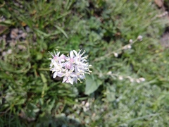 Allium denudatum