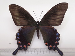 Papilio ryukyuensis