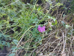 Vicia alpestris