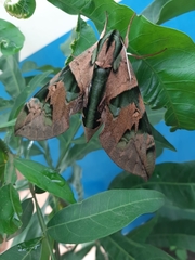 Eumorpha capronnieri