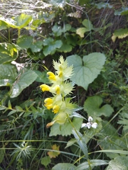 Rhinanthus subulatus