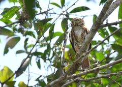Glaucidium peruanum