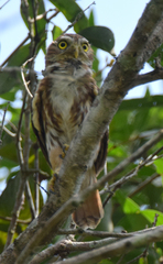 Glaucidium peruanum