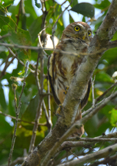 Glaucidium peruanum