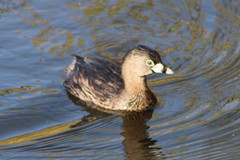 Podilymbus podiceps