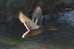 Anas platyrhynchos