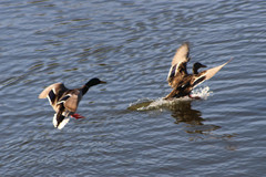 Anas platyrhynchos