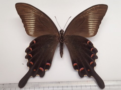 Papilio dehaanii