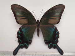 Papilio dehaanii
