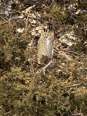 Bubo virginianus