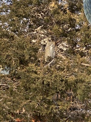 Bubo virginianus