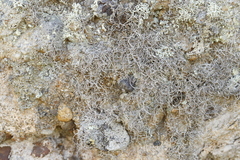 Dendrographa