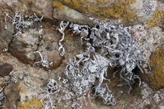 Trimmatostroma dendrographae