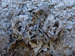 Trimmatostroma dendrographae