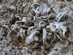 Trimmatostroma dendrographae