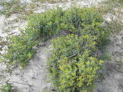 Coulterella capitata