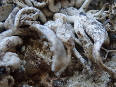 Trimmatostroma dendrographae