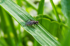 Maculantrops hirtipes